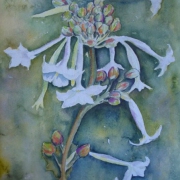 Nicotiana sylvestris