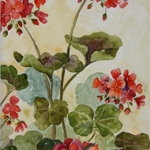 Pelargonium