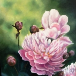 Pivoines