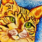 cat6