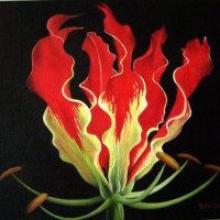 Flame Lily