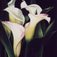 Calla Lilies