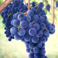St.Emilion - Grapes