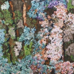 Confetti Lichens