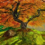 OIL OAK TREE